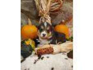 Pembroke Welsh Corgi Puppy for sale in Newark, OH, USA