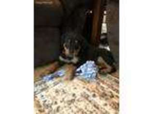Rottweiler Puppy for sale in Farmingville, NY, USA