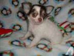 Chihuahua Puppy for sale in DUNKIRK, NY, USA
