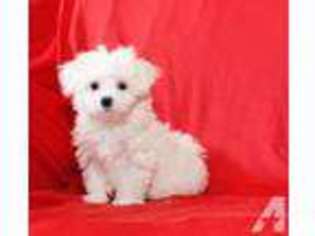 Maltese Puppy for sale in DENVER, CO, USA