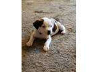 Staffordshire Bull Terrier Puppy for sale in Forest Grove, OR, USA