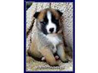 Akita Puppy for sale in Benton City, WA, USA