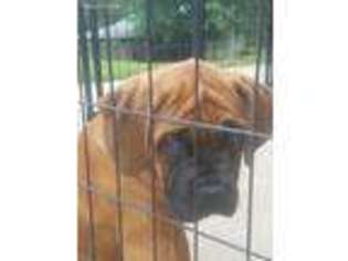 Mastiff Puppy for sale in Sparta, WI, USA