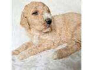 Goldendoodle Puppy for sale in Brookville, OH, USA