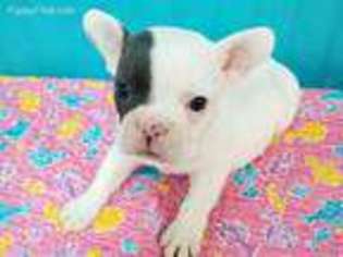 French Bulldog Puppy for sale in Aurora, OR, USA