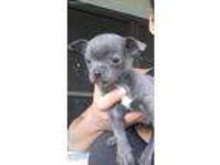 Chihuahua Puppy for sale in Apopka, FL, USA