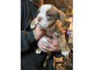 Bulldog Puppy for sale in Ceres, CA, USA