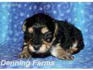 Yorkshire Terrier Puppy for sale in Houghton, IA, USA