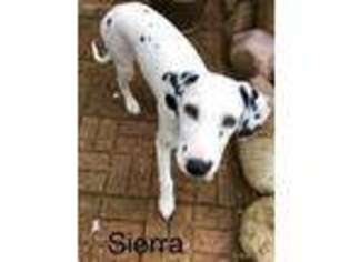 Dalmatian Puppy for sale in Lakeland, MN, USA