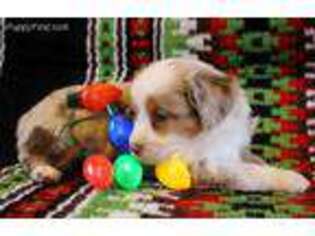 Miniature Australian Shepherd Puppy for sale in New London, MN, USA