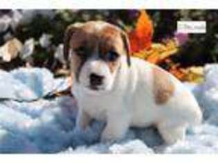 Jack Russell Terrier Puppy for sale in Kirksville, MO, USA