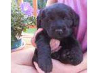 Labradoodle Puppy for sale in Ellsworth, WI, USA
