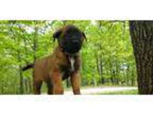Belgian Malinois Puppy for sale in Cabool, MO, USA