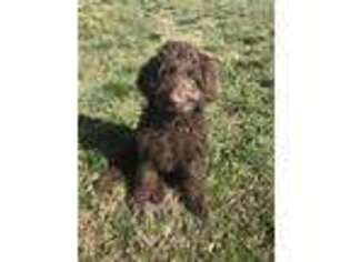 Labradoodle Puppy for sale in Smithville, TN, USA