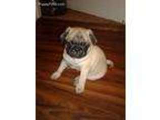 Pug Puppy for sale in Lynbrook, NY, USA
