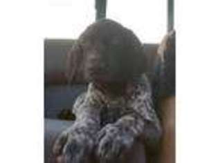 German Shorthaired Pointer Puppy for sale in Backus, MN, USA