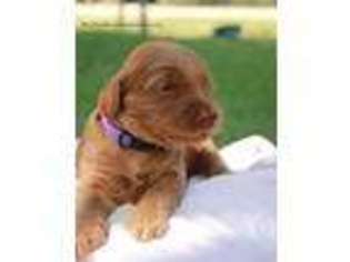 Labradoodle Puppy for sale in Waco, TX, USA