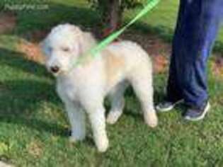 Goldendoodle Puppy for sale in Suwanee, GA, USA