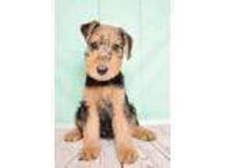 Airedale Terrier Puppy for sale in Port Orange, FL, USA