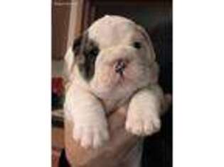 Bulldog Puppy for sale in Pickford, MI, USA