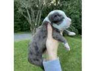 Mutt Puppy for sale in Bristol, CT, USA