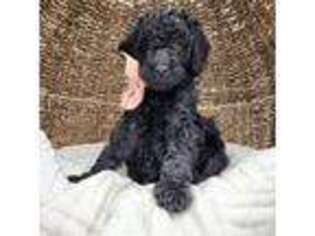 Goldendoodle Puppy for sale in Galt, MO, USA