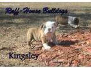 Bulldog Puppy for sale in Springdale, AR, USA
