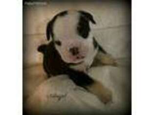 Bulldog Puppy for sale in Grosse Ile, MI, USA