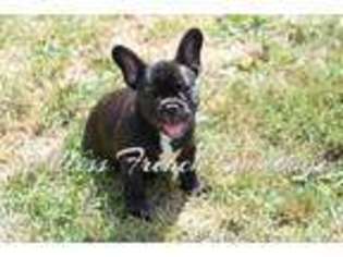 French Bulldog Puppy for sale in Congerville, IL, USA