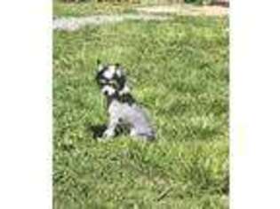 Chinese Crested Puppy for sale in Cleveland, TN, USA