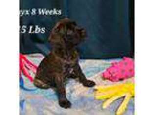 Mastiff Puppy for sale in Covington, OH, USA