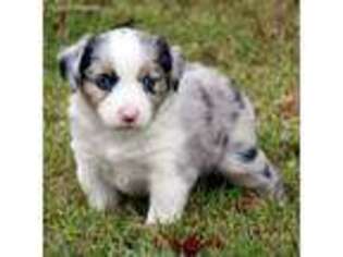 Miniature Australian Shepherd Puppy for sale in Evant, TX, USA