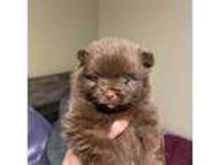 Pomeranian Puppy for sale in Rush Springs, OK, USA