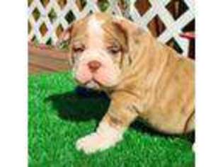 Olde English Bulldogge Puppy for sale in Durham, NC, USA