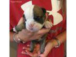 Bulldog Puppy for sale in Caledonia, MS, USA