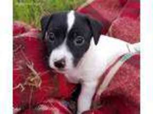 Jack Russell Terrier Puppy for sale in Bells, TX, USA