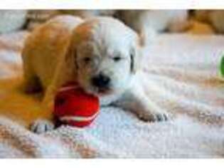 Golden Retriever Puppy for sale in Apex, NC, USA