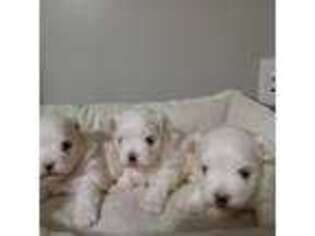 Maltese Puppy for sale in Clifton Springs, NY, USA