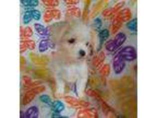 Maltese Puppy for sale in Buffalo, NY, USA