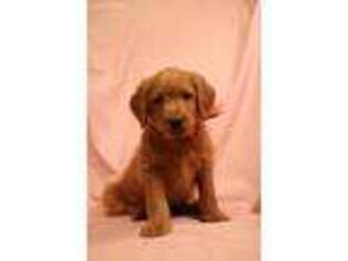 Labradoodle Puppy for sale in Newmanstown, PA, USA