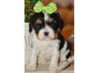 Cavalier King Charles Spaniel Puppy for sale in Arab, AL, USA
