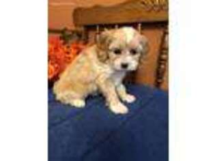 Shih-Poo Puppy for sale in Seneca, KS, USA