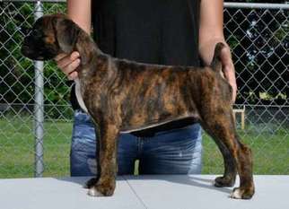 Boxer Puppy for sale in MIDLOTHIAN, TX, USA