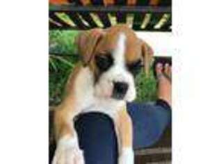 Boxer Puppy for sale in Clewiston, FL, USA
