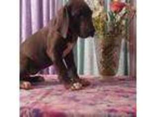 Great Dane Puppy for sale in Hobart, IN, USA