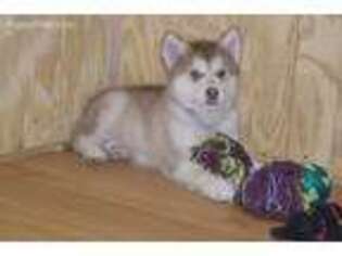 Alaskan Malamute Puppy for sale in Colcord, OK, USA