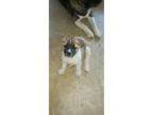 Akita Puppy for sale in Pittsburgh, PA, USA
