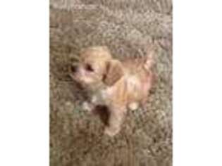Cavachon Puppy for sale in Chehalis, WA, USA