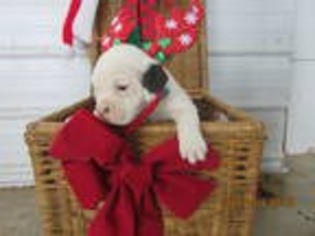 American Bulldog Puppy for sale in Platteville, WI, USA