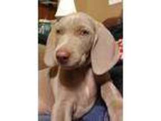 Weimaraner Puppy for sale in Lagrange, IN, USA